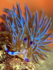 Pteraeolidia ianthina, Shark Point by Doug Anderson 